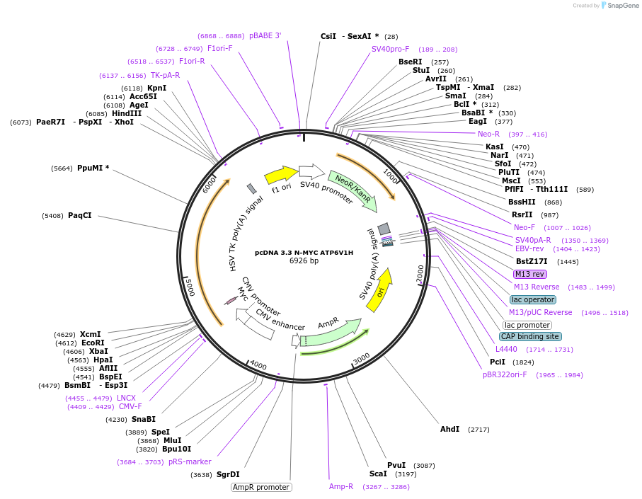 246140-plasmid-map-sequence-id-507744