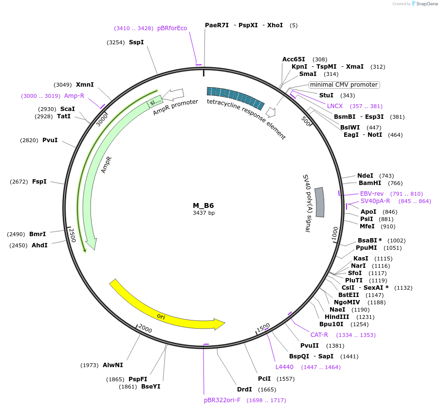 249768-plasmid-map-sequence-id-507754