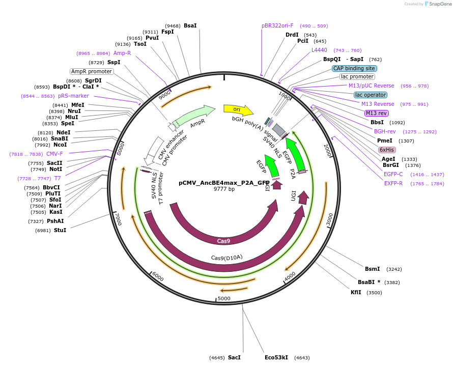 112100-plasmid-map-sequence-id-507760