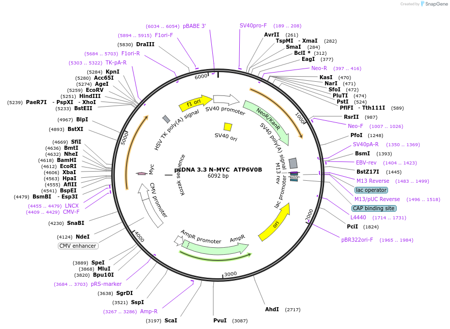246143-plasmid-map-sequence-id-507778
