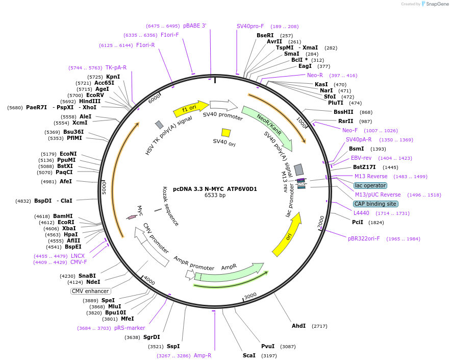 246145-plasmid-map-sequence-id-507780