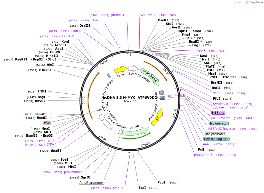 246146-plasmid-map-sequence-id-507781