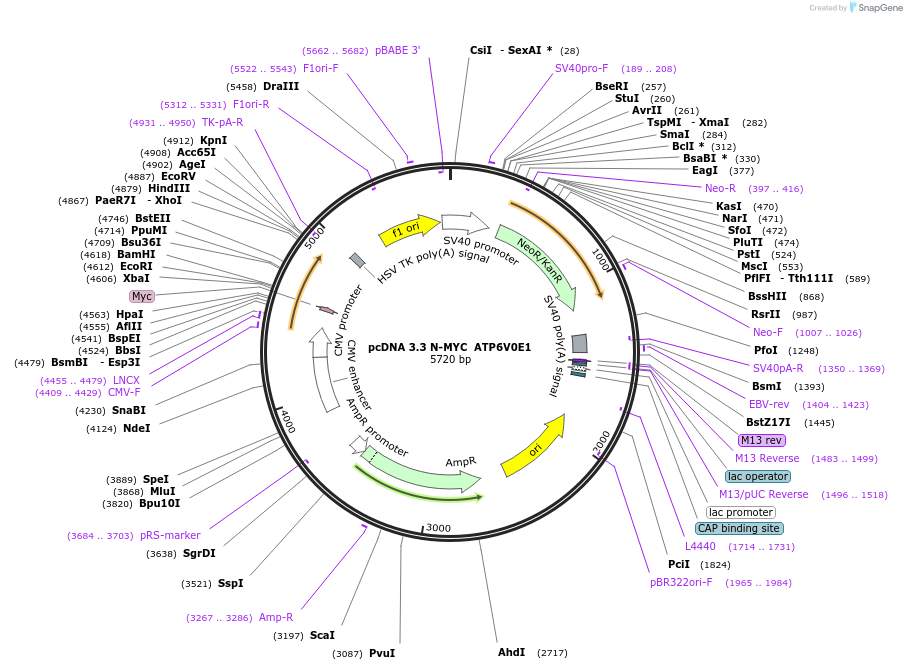 246147-plasmid-map-sequence-id-507782