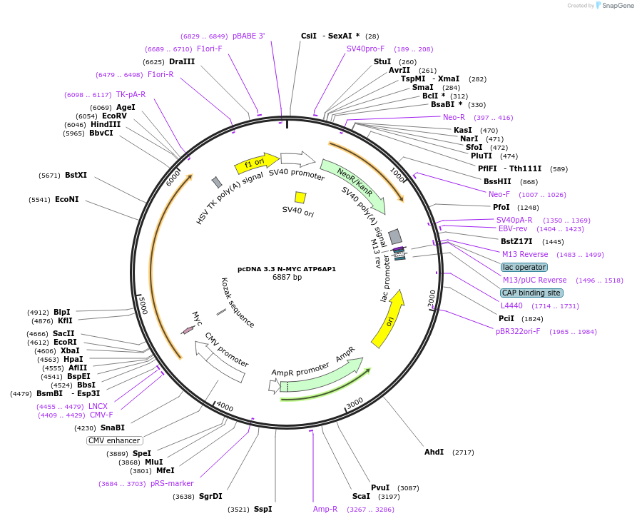 246148-plasmid-map-sequence-id-507783