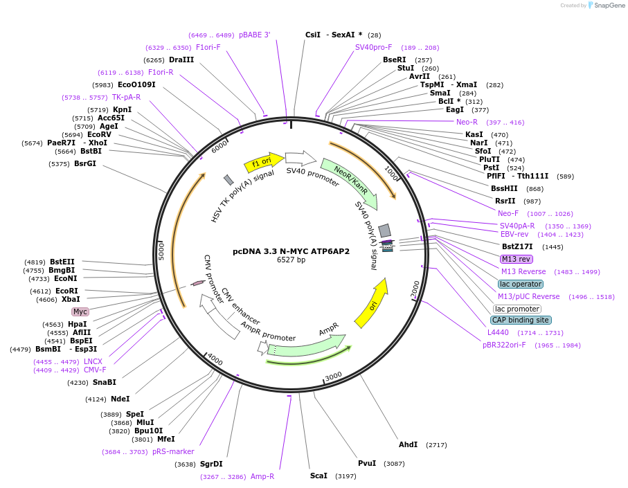 246149-plasmid-map-sequence-id-507784