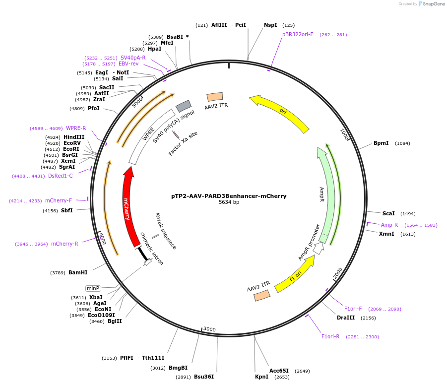 254714-plasmid-map-sequence-id-507785