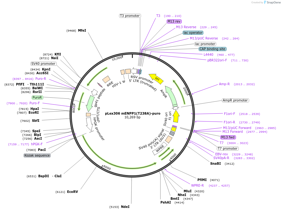 254682-plasmid-map-sequence-id-507788