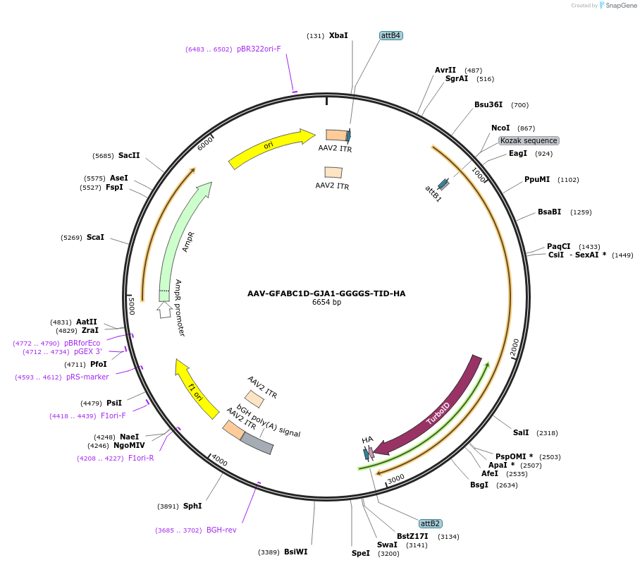 252501-plasmid-map-sequence-id-507789