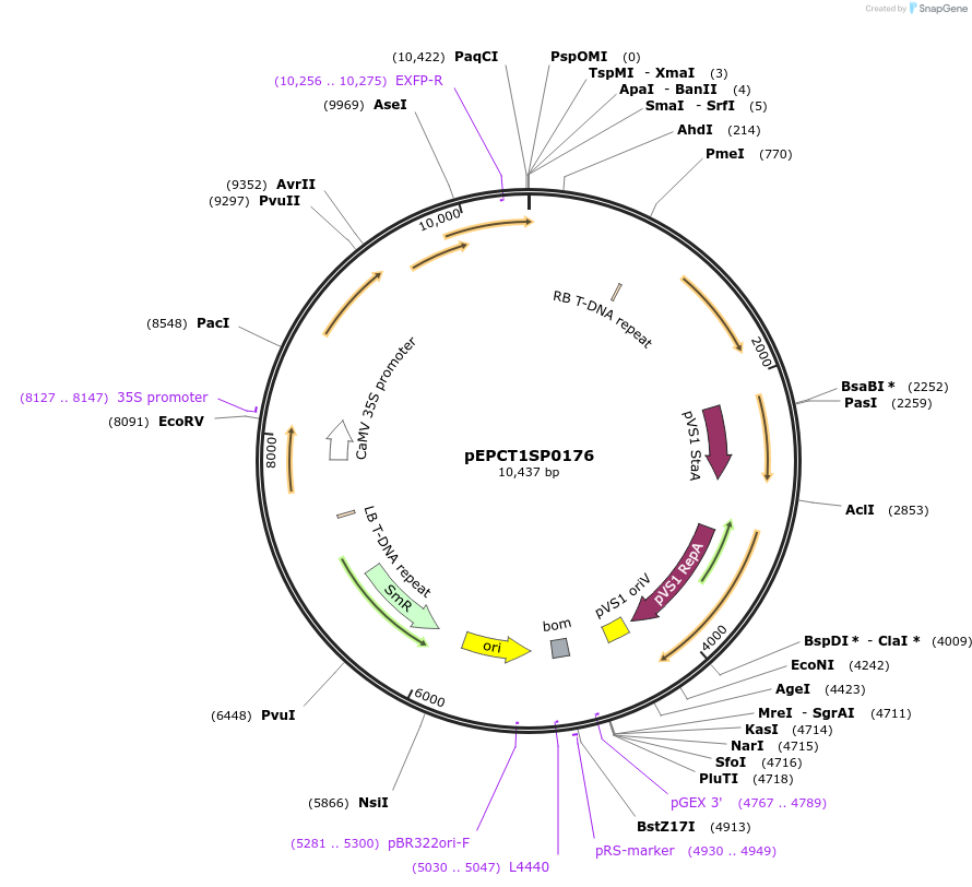 254304-plasmid-map-sequence-id-507790