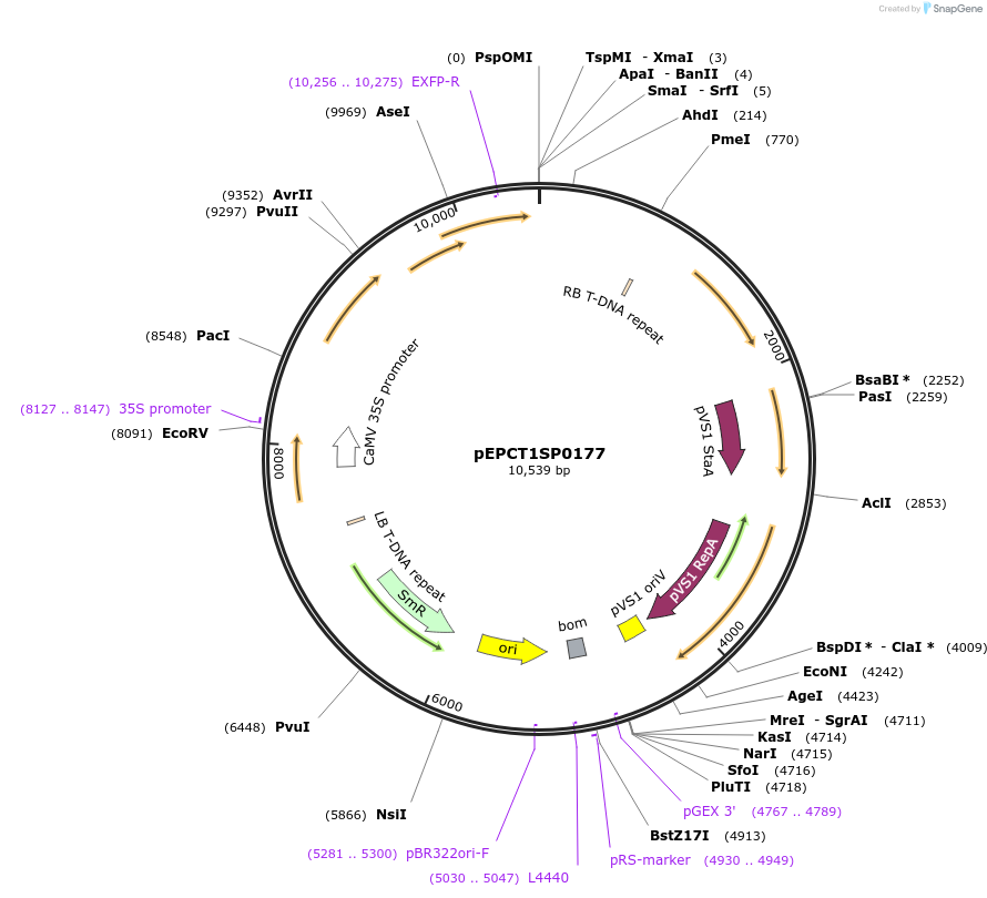254305-plasmid-map-sequence-id-507791