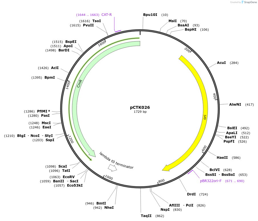 248389-plasmid-map-sequence-id-507792
