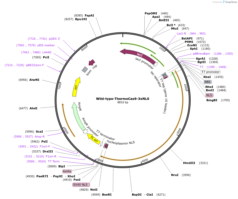 254685-plasmid-map-sequence-id-507793