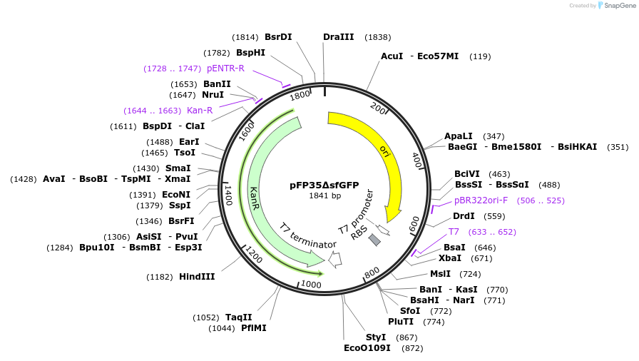 247212-plasmid-map-sequence-id-507794