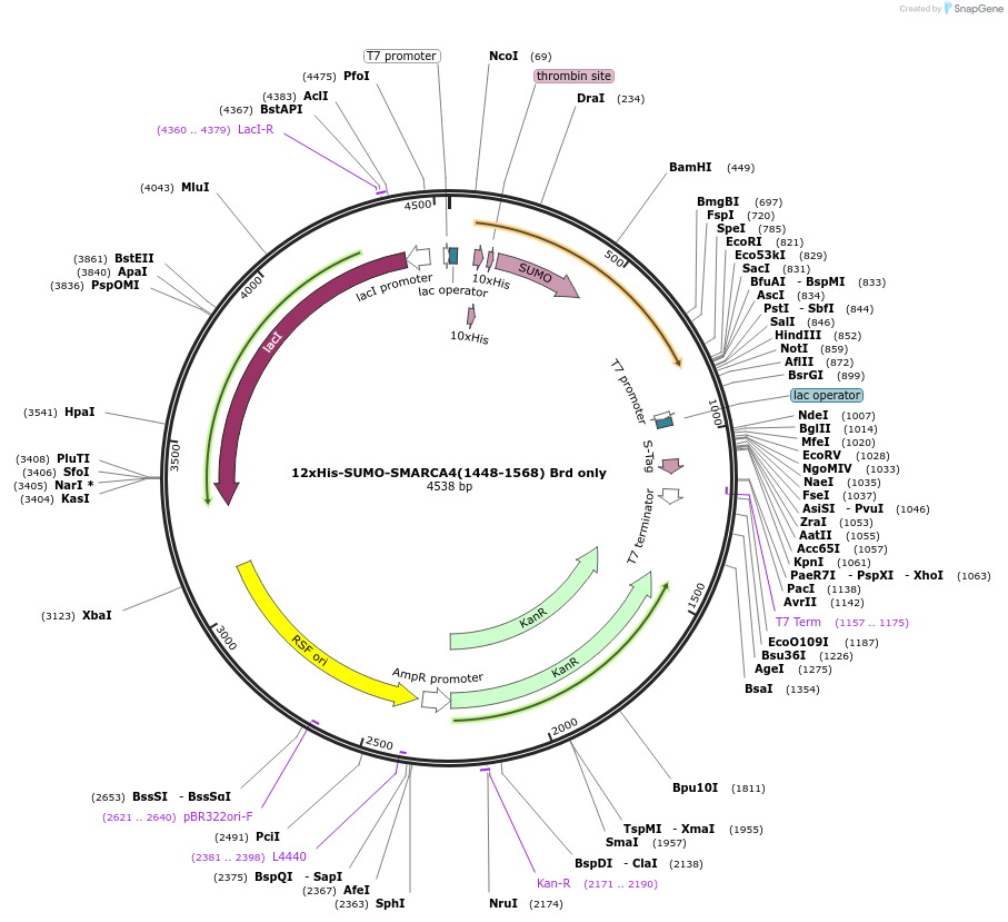 253939-plasmid-map-sequence-id-507795