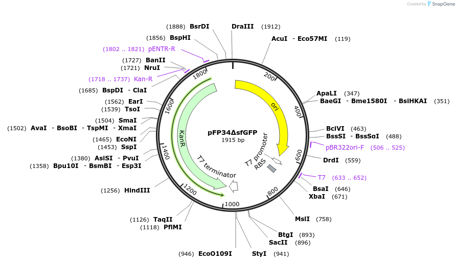 247211-plasmid-map-sequence-id-507800