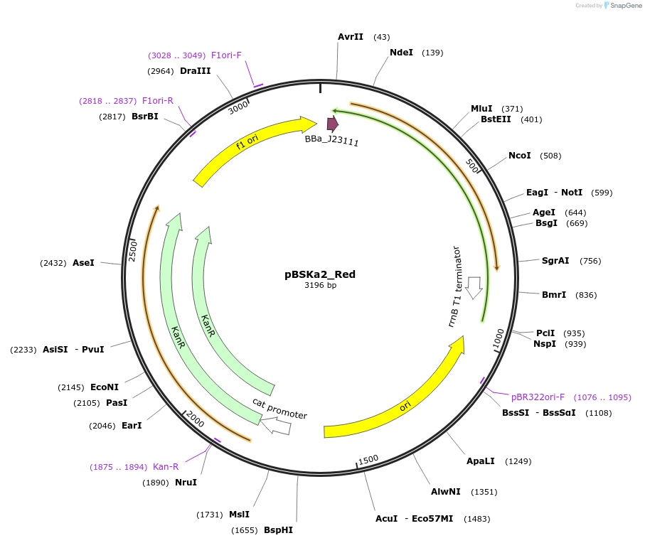 243831-plasmid-map-sequence-id-507803