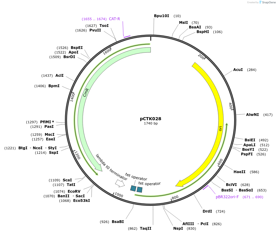 248391-plasmid-map-sequence-id-507806