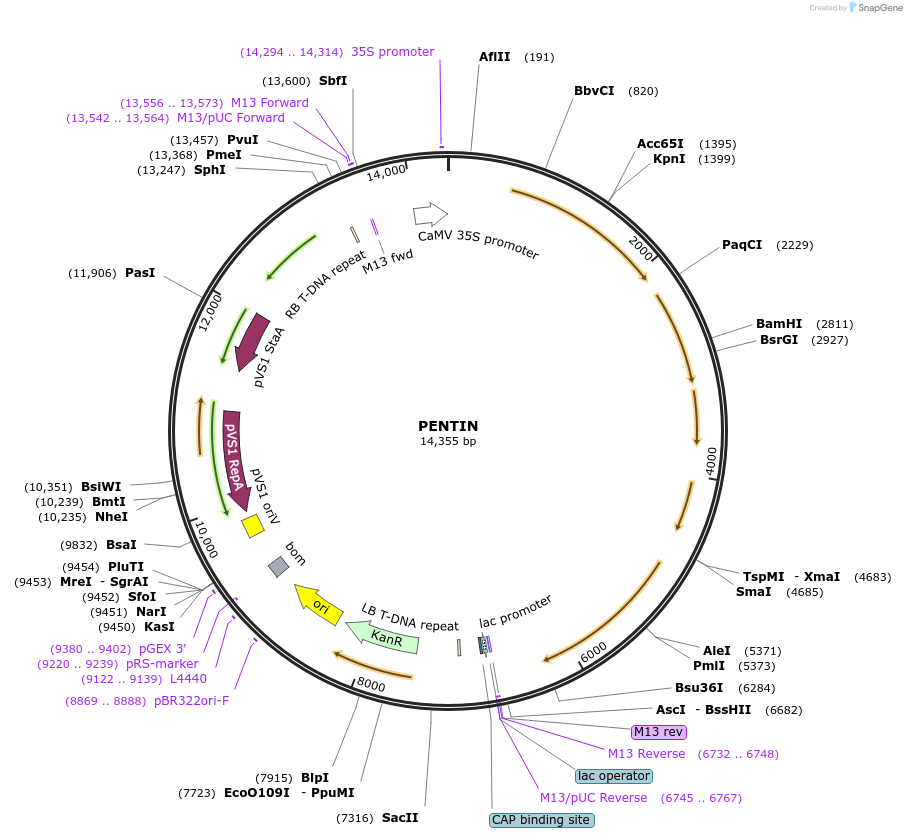 254915-plasmid-map-sequence-id-507807