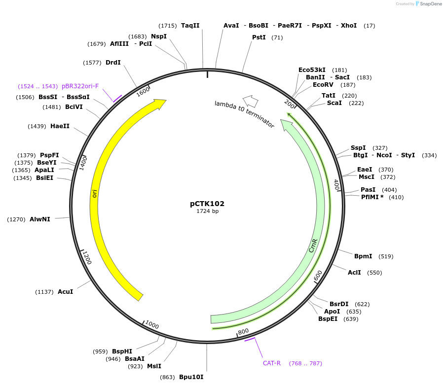 248465-plasmid-map-sequence-id-507808