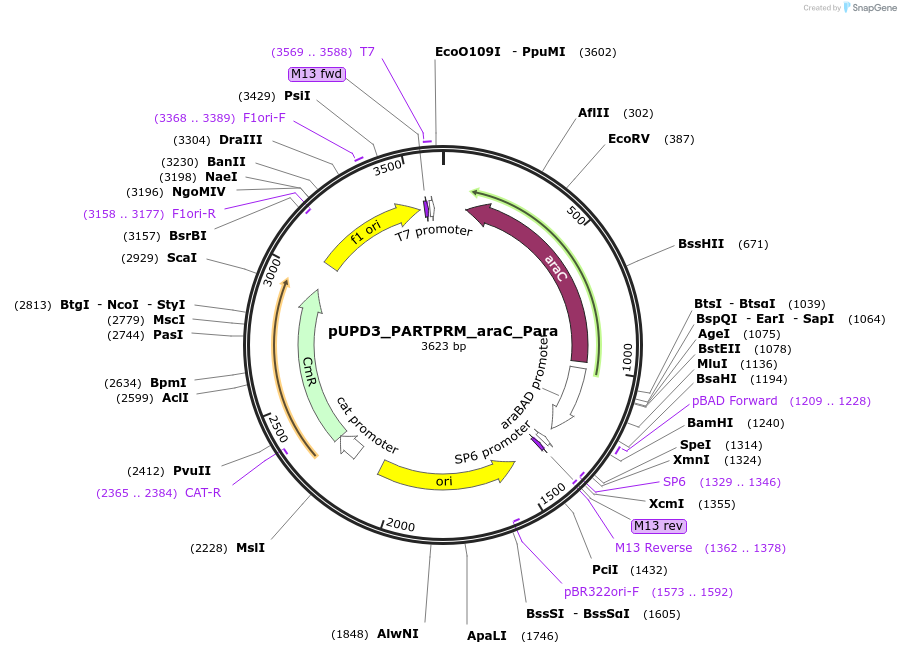 243922-plasmid-map-sequence-id-507809
