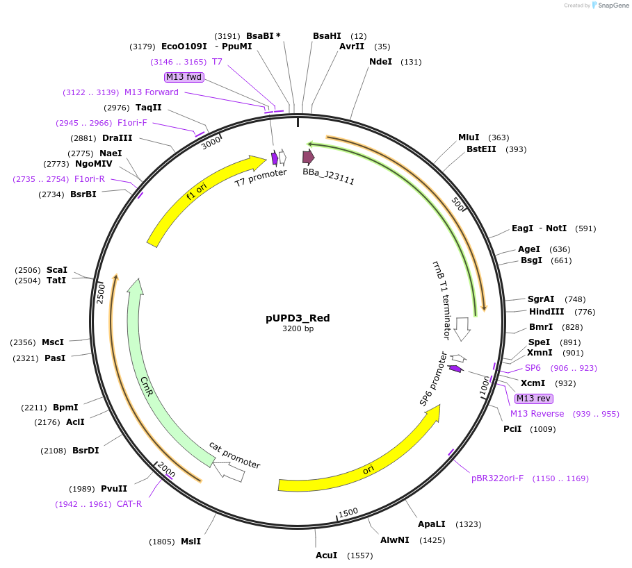 243873-plasmid-map-sequence-id-507810