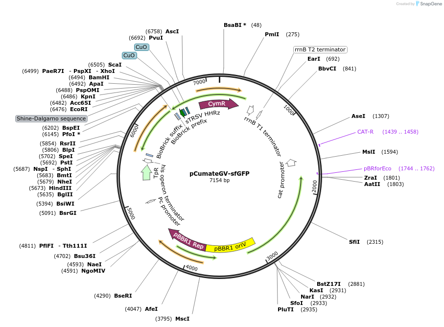 253930-plasmid-map-sequence-id-507815