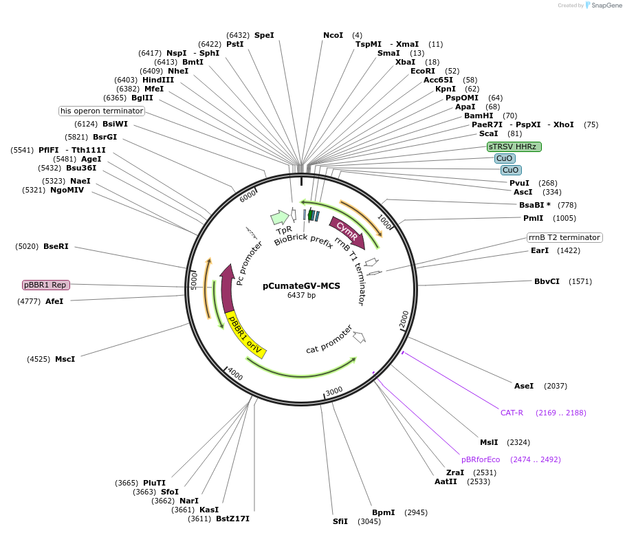 253931-plasmid-map-sequence-id-507816