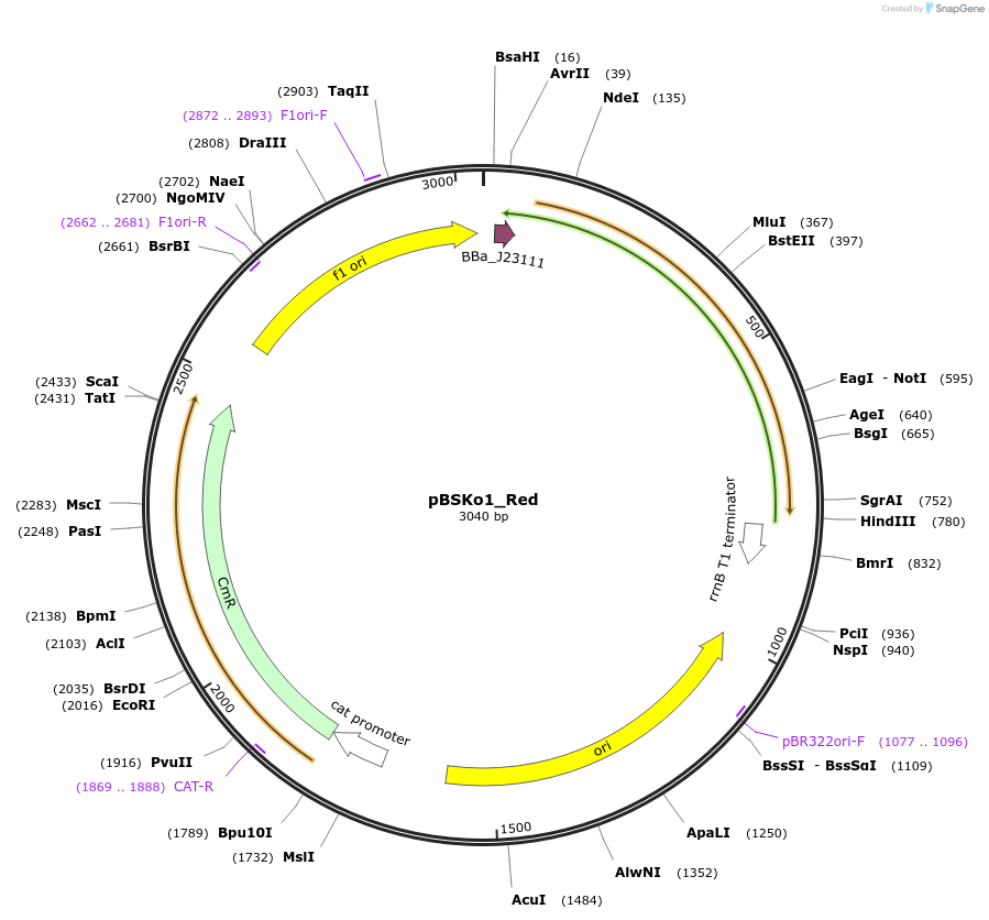 243874-plasmid-map-sequence-id-507817