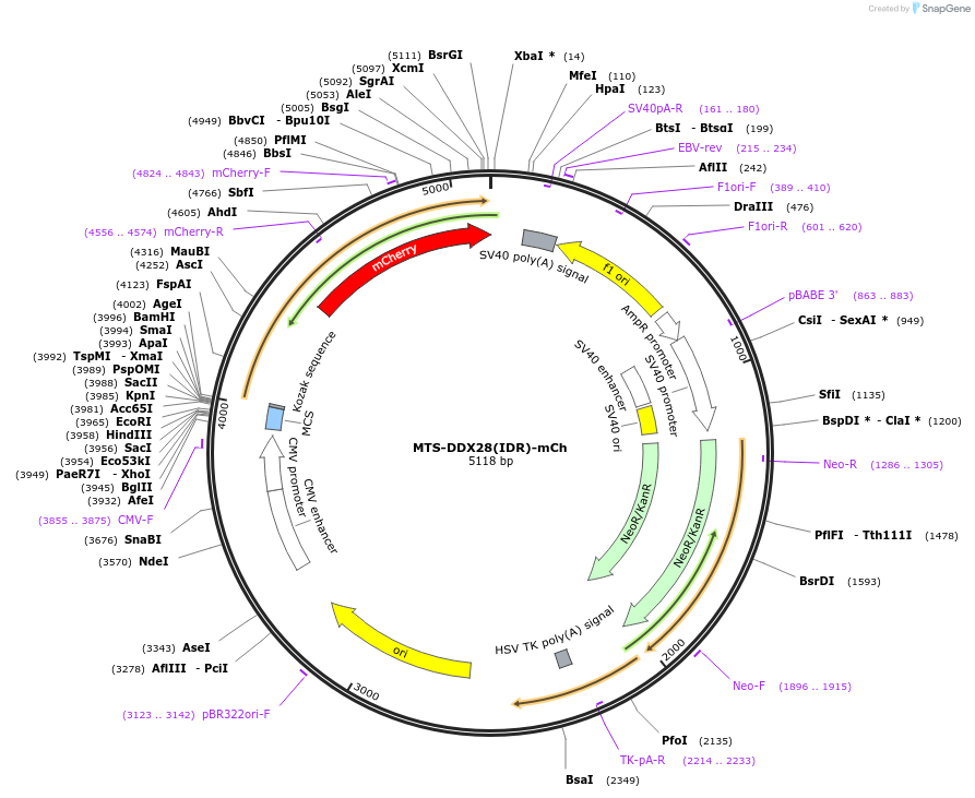 254616-plasmid-map-sequence-id-507819