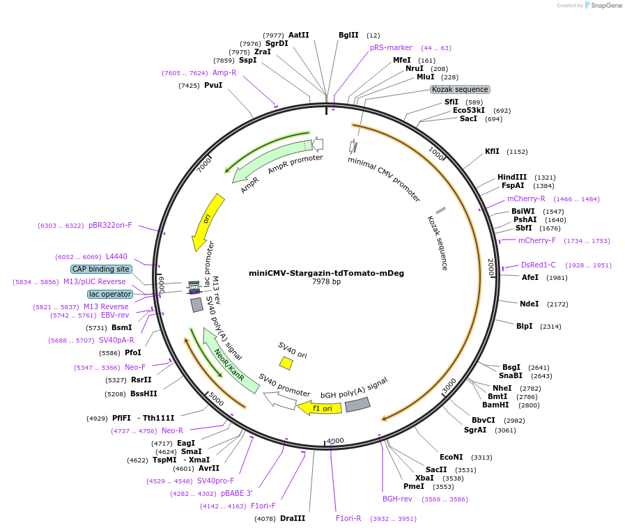 254847-plasmid-map-sequence-id-507822