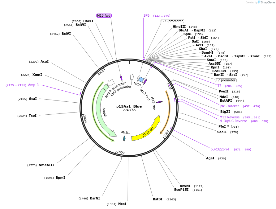 243848-plasmid-map-sequence-id-507823