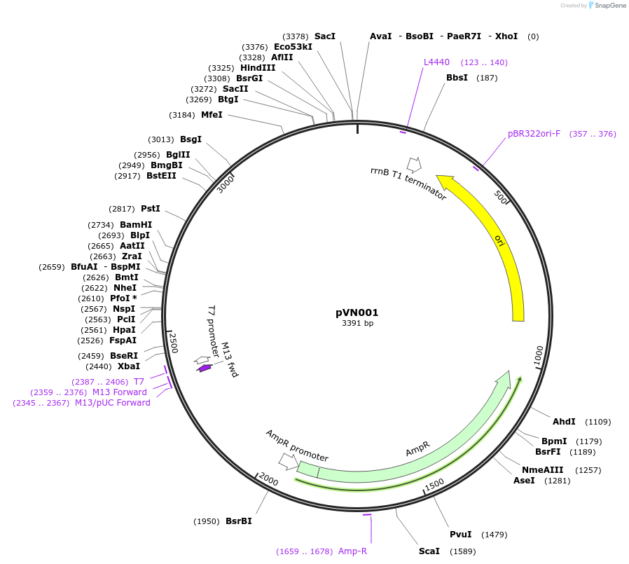 254593-plasmid-map-sequence-id-507829