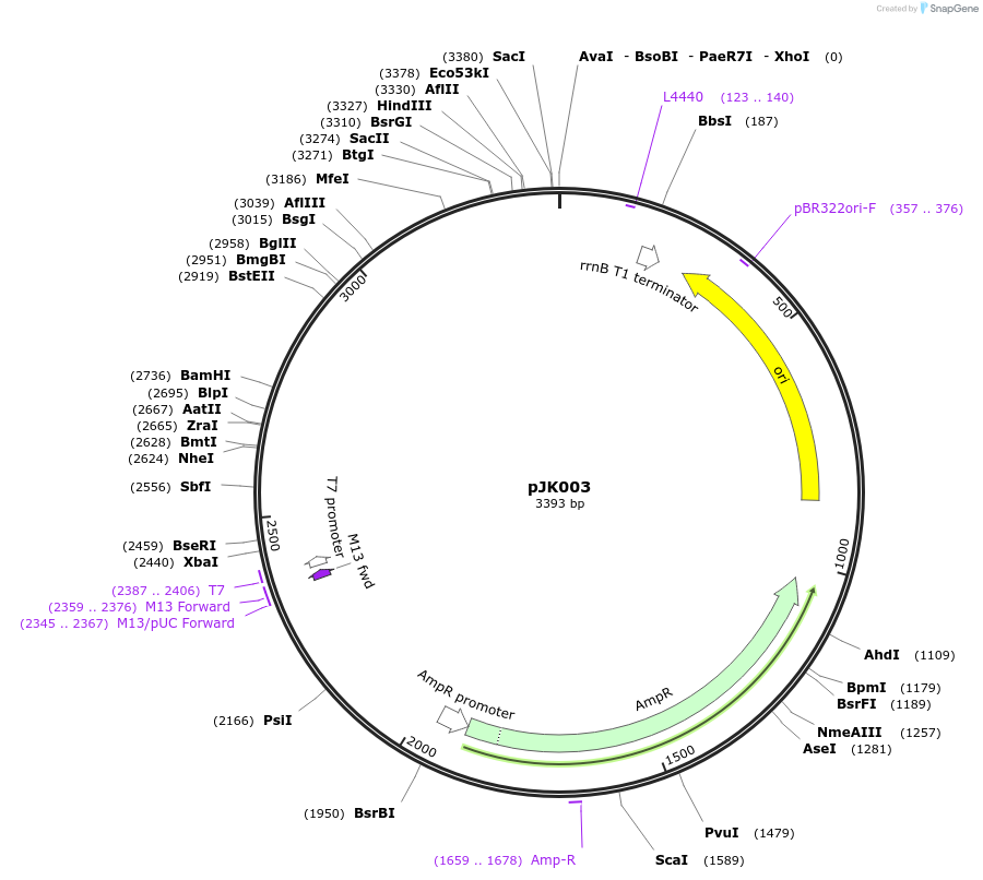 254595-plasmid-map-sequence-id-507830