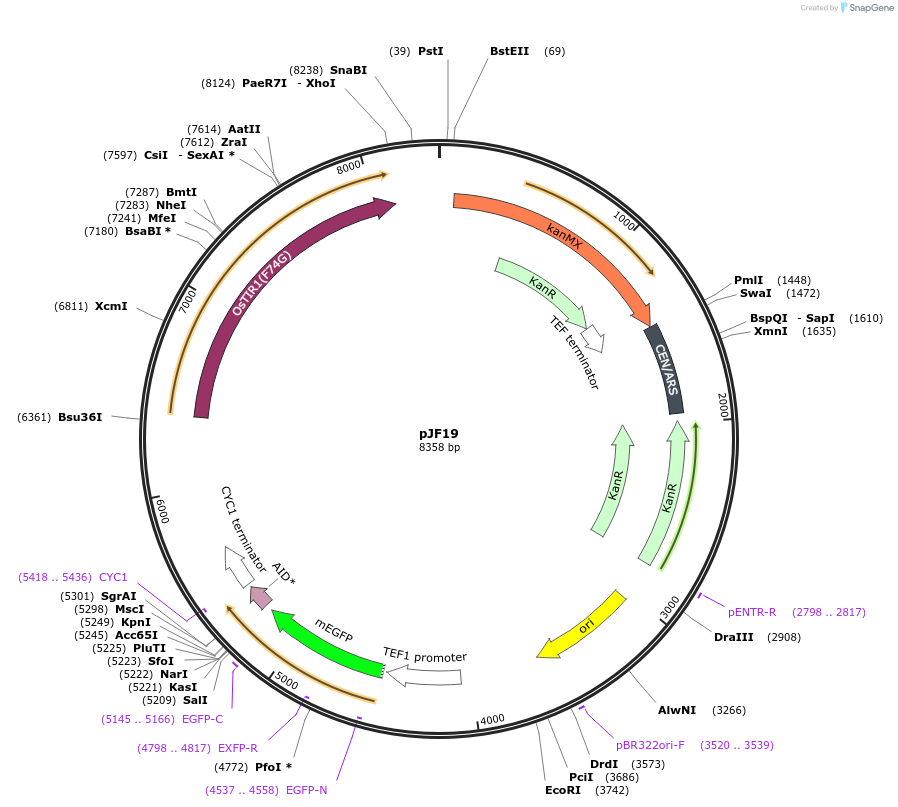253750-plasmid-map-sequence-id-507833
