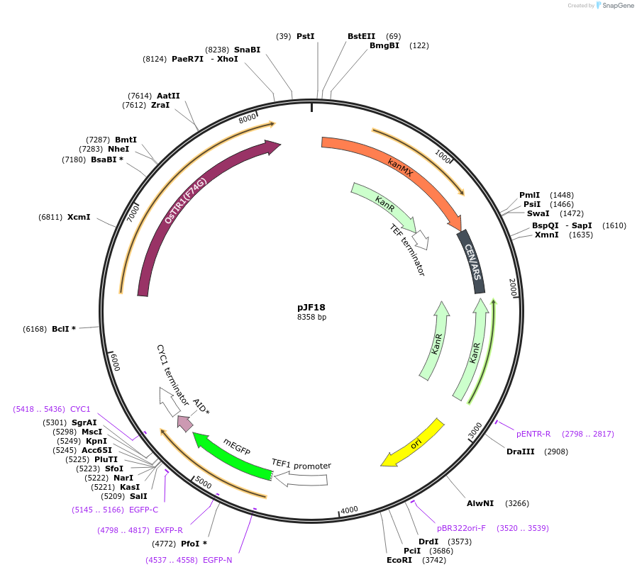 253749-plasmid-map-sequence-id-507834