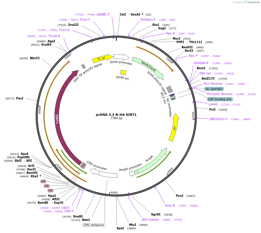246161-plasmid-map-sequence-id-507835