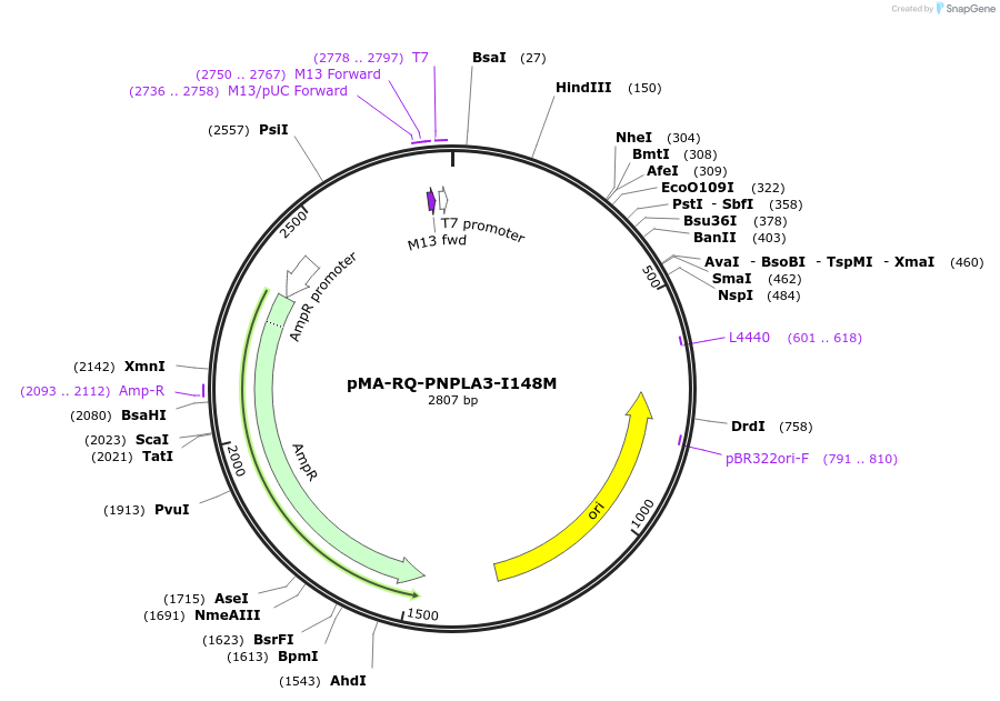 255037-plasmid-map-sequence-id-507838