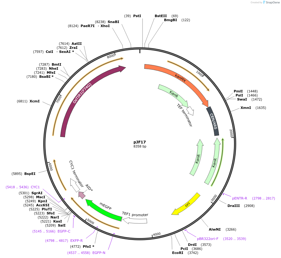253748-plasmid-map-sequence-id-507839