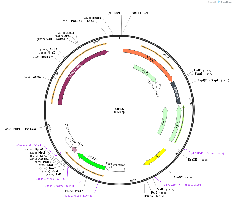 253746-plasmid-map-sequence-id-507840