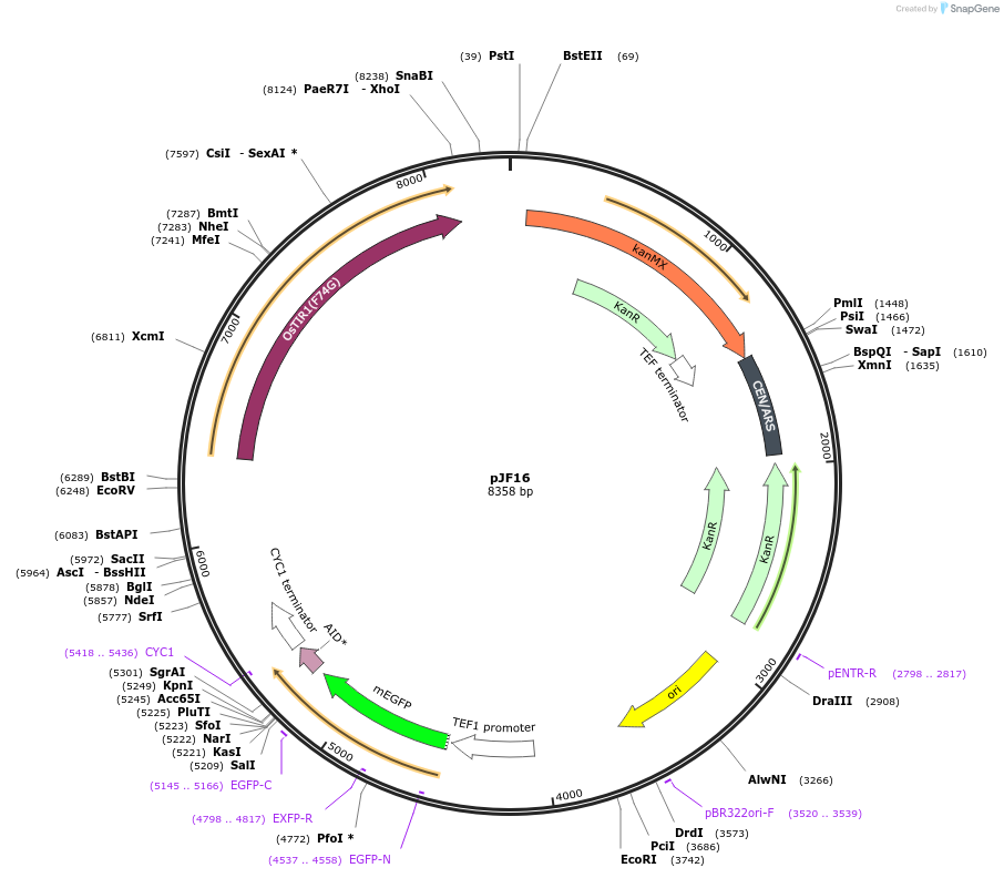 253747-plasmid-map-sequence-id-507847