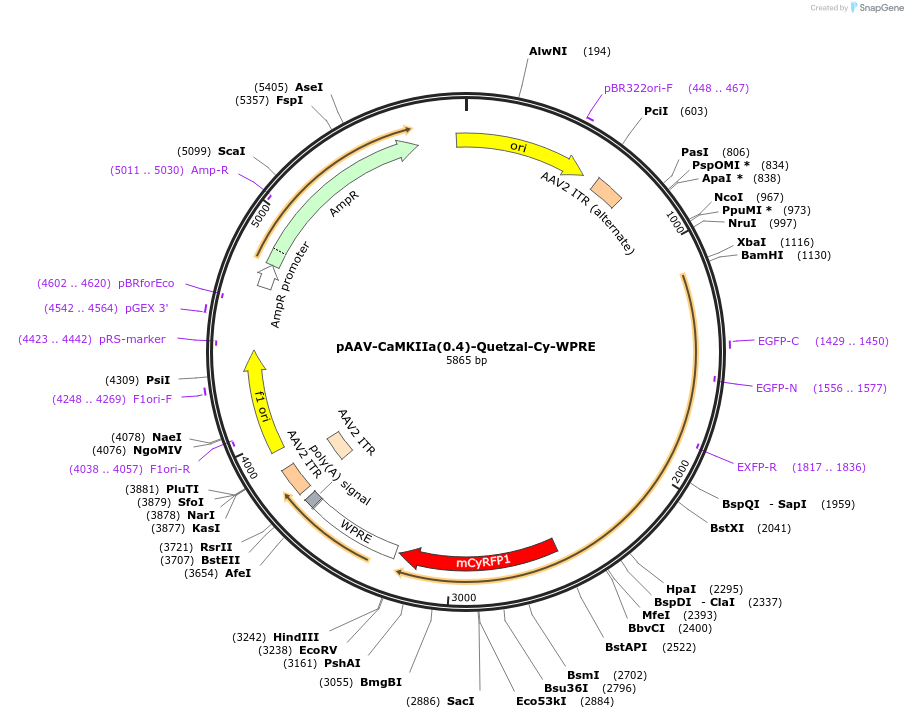 253385-plasmid-map-sequence-id-507853