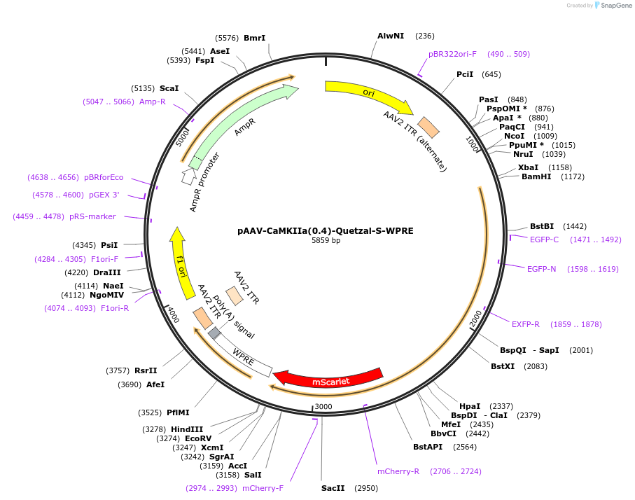 253386-plasmid-map-sequence-id-507855