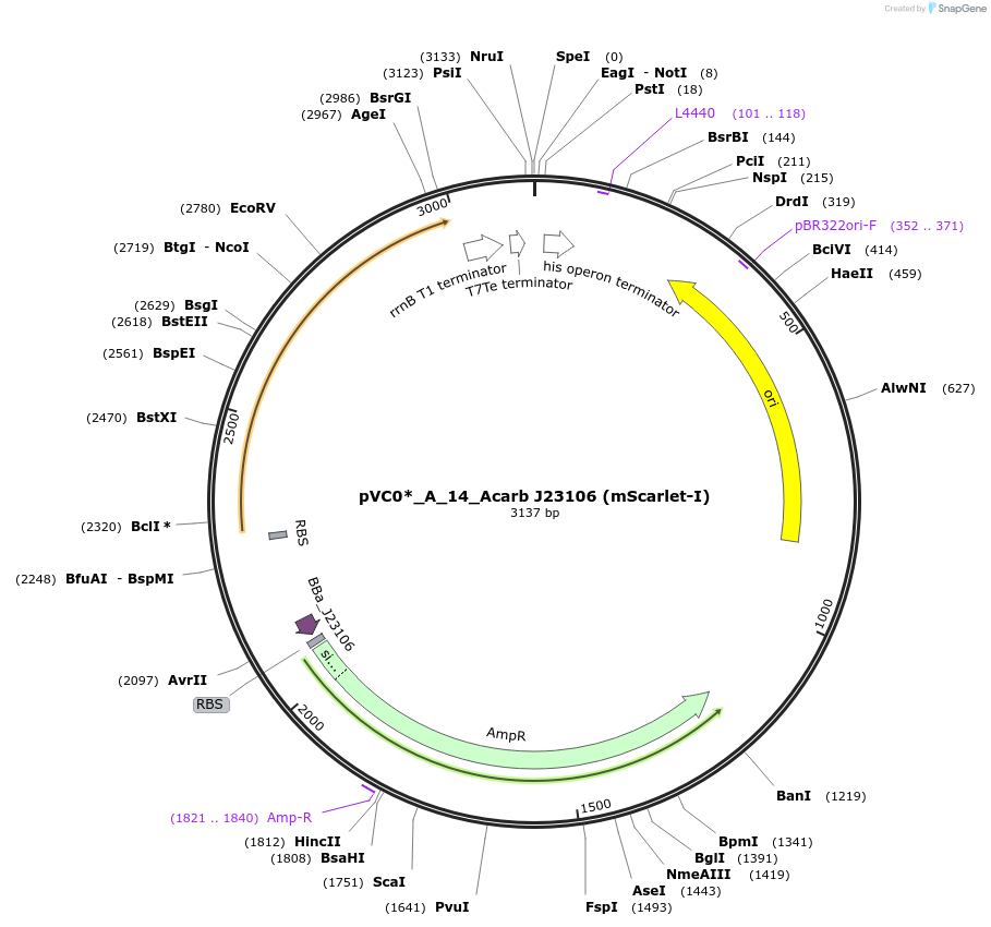250029-plasmid-map-sequence-id-507868