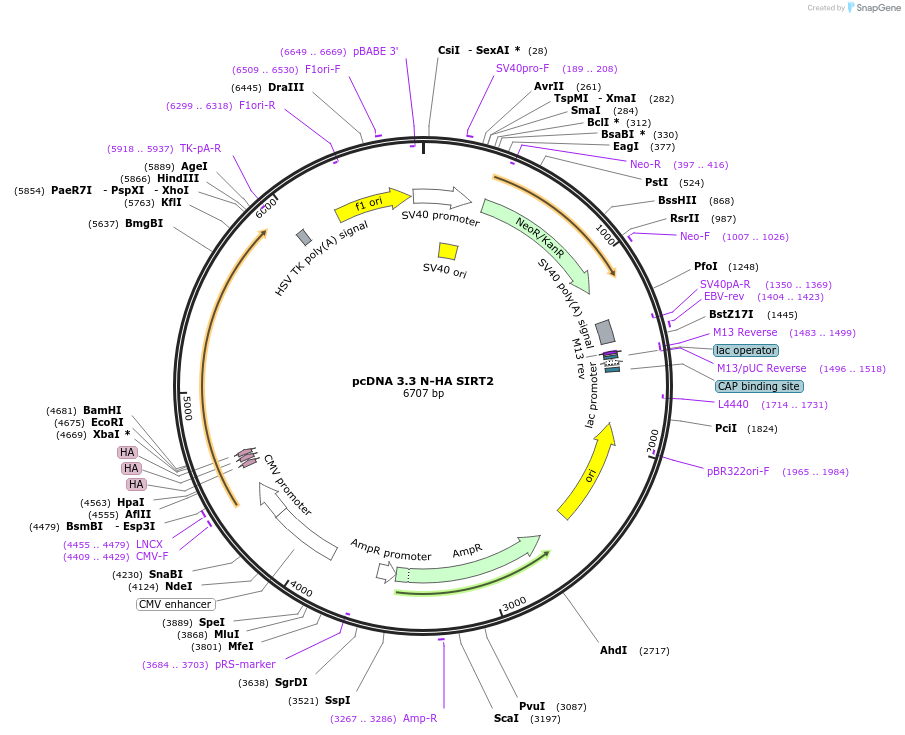 246162-plasmid-map-sequence-id-507869