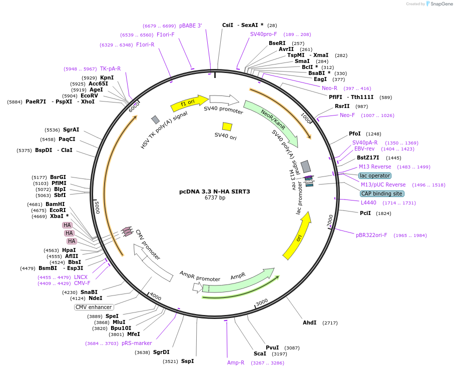 246163-plasmid-map-sequence-id-507870