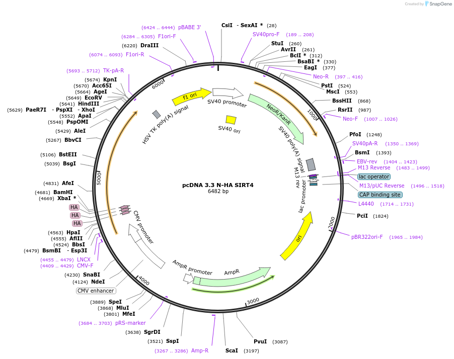 246164-plasmid-map-sequence-id-507871