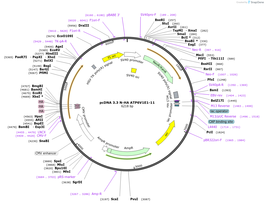 246170-plasmid-map-sequence-id-507880