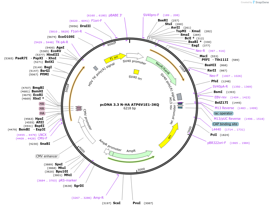 246171-plasmid-map-sequence-id-507881