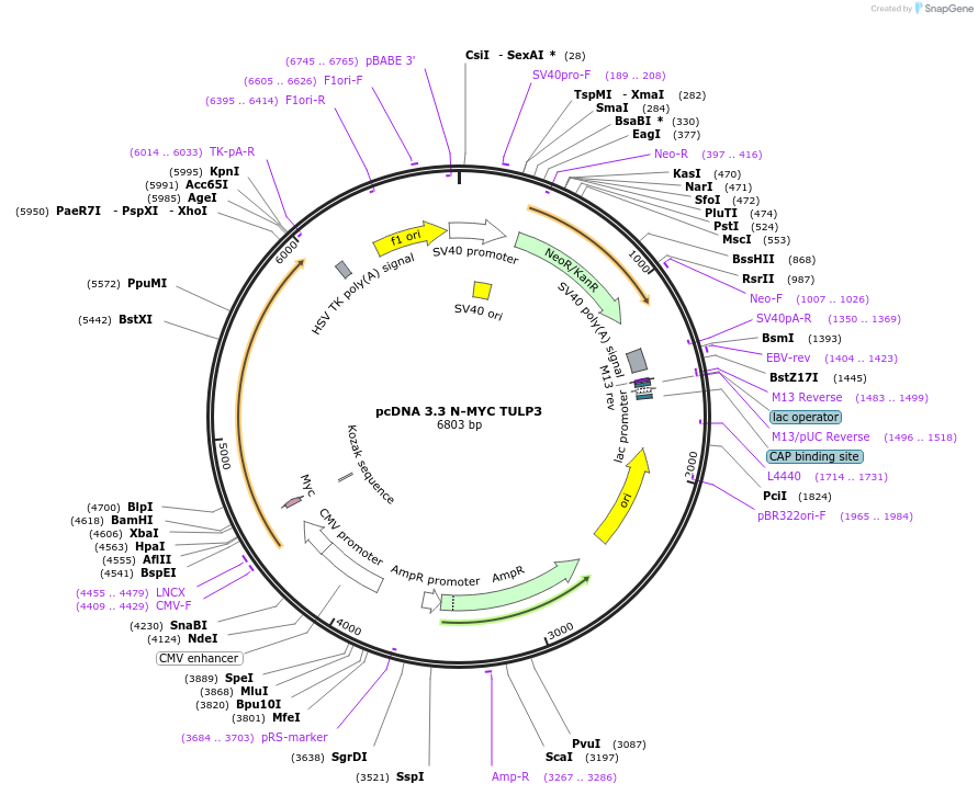 246172-plasmid-map-sequence-id-507884