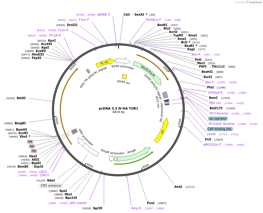 246173-plasmid-map-sequence-id-507886
